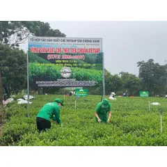 Trà Đinh Tân Cương Tiến Vua 250gram Trà Ấm Trà Sạch Tân Cương Xanh