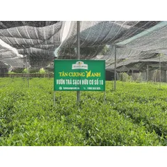 Hộp Trà Tân Cương TCX50 500g Hộp Gỗ Thông/Hộp Trà Ô Long TCX50 500g Hộp Gỗ Thông Trà Sạch Tân Cương Xanh