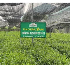 Trà Túi Lọc Bịch 100 gói : Trà Sen , Trà Nhài , Trà Xanh Trà Sạch Tân Cương Xanh