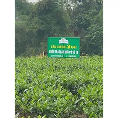 Trà Đinh Ướp Sen Ngọc Tỉnh Liên 100g, 200g - Trà Ấm Trà Sạch Tân Cương Xanh