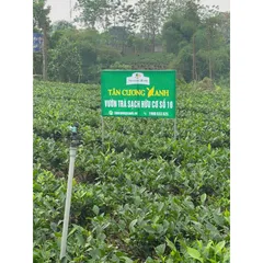 Trà Đinh Ướp Sen Ngọc Tỉnh Liên 100g, 200g - Trà Ấm Trà Sạch Tân Cương Xanh
