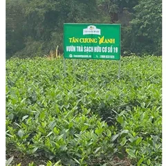 Trà Sen Ngọc Tỉnh Liên 300gram - Hộp Gỗ Thông Trà Sạch Tân Cương Xanh