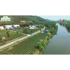 Trà Tân Cương Thái Nguyên Đặc Biệt 100g, 200g , 500g - Trà Sạch Tân Cương Xanh