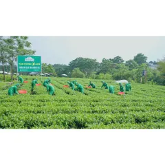 Trà Sen Ngọc Tỉnh Liên 300gram - Hộp Gỗ Thông SK10