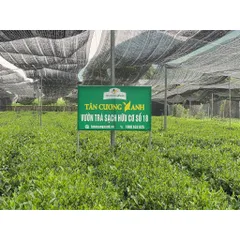 Chè Tân Cương Thượng Hạng 500G Trà Sạch Tân Cương Xanh