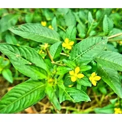 Cây cỏ mương( Cây máng mương)Tươi 1kg. Có đơn mới hái.
