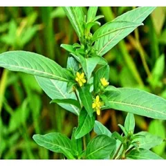 Cây cỏ mương( Cây máng mương)Tươi 1kg. Có đơn mới hái.