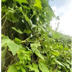 Cây Cứt Quạ Tươi 1kg .khách đặt hàng mới hái.