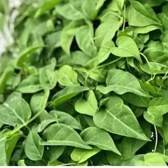 Lá Giang Tươi 1kg Dùng làm gia vị Nấu Canh chua, Nấu lẩu các loại...Khách đặt mới hái.