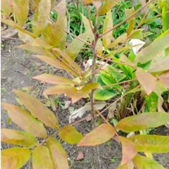 Hầu Vỹ Tóc ( Cây Đuôi Chồn) Tươi 1kg. Có đơn mới hái.
