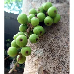 Trái Sung Non 1kg .Khách đặt mới hái