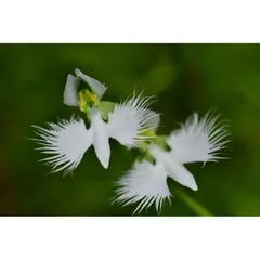 Hữu cơ orchid 1 siêu rễ cho cây lan và chậu kiểng gói 500gram túi lưới tiện dụng