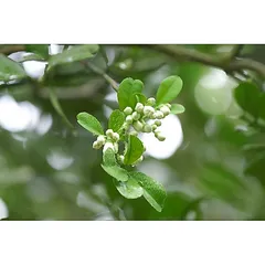 Siêu hoa giấy 10-50-10+TE giúp cây ra rễ nhanh, nhiều rễ, xanh lá, bật mầm dành cho hoa lan, hoa hồng, cây cảnh