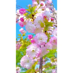 Siêu hoa giấy 10-50-10+TE giúp cây ra rễ nhanh, nhiều rễ, xanh lá, bật mầm dành cho hoa lan, hoa hồng, cây cảnh