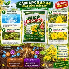 MKP 0-52-34 500G | Siêu Ra Hoa Nghịch Vụ | Lân 52% | Kích Mầm Hoa, Tạo Nụ Đồng Loạt | Phân Bón Hoa Kiểng