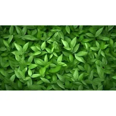 Phân Bón Vi Lượng Đạm Cá Bio Fish Giúp Cây Phát Triển Đẹp, Rễ Khoẻ, Lọ 100gram