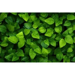 Phân Bón Vi Lượng Đạm Cá Bio Fish Giúp Cây Phát Triển Đẹp, Rễ Khoẻ, Lọ 100gram