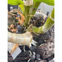 Phân Trùn Quế Cao Cấp Dạng Viên hạt mận 1kg – Bón hoa Lan Hoa Kiểng, Bonsai, Rau Màu – Tơi Xốp Đất, Kích Rễ Mạnh (1kg)