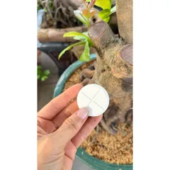 GA3 Viên 10g – Đánh Thức Mầm Ngủ, Bật Chồi Cực Mạnh, Giảm Chai Đầu Cành Mai Bonsai, Kích Đọt Non Đồng Loạt