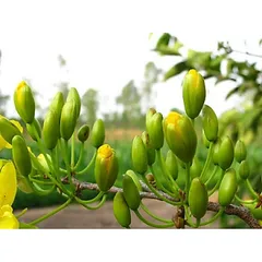 Siêu tạo nụ mai vàng hàng loạt 10-60-10 + Te HK giúp kích hoa chuẩn nụ kim giúp hoa nở đồng đều