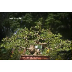Siêu tạo nụ mai vàng hàng loạt 10-60-10 + Te HK giúp kích hoa chuẩn nụ kim giúp hoa nở đồng đều