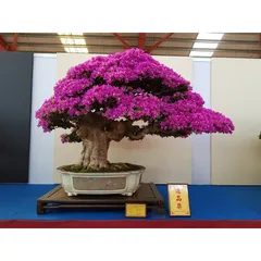 Siêu Hoa Giấy 700g | Phân Bón Hoa Giấy | Tược Mạnh, Cứng Cây, Ra Nhiều Hoa, Hoa To Màu Đẹp