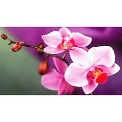 Phân Bón Vitamin B1 Thái Cung Cấp Dinh Dưỡng Cho Cây Trồng, Dung Tích 100ml