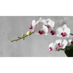 Phân Bón Hữu Cơ Siêu Hoa Lan Orchid 2 Giúp Kích Thích Ra Hoa, Dung Tích 500gram