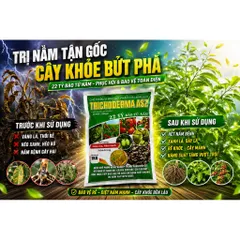 Trichoderma ASZ 1KG – Trị Tuyến Trùng Rễ Hiệu Quả, Diệt U Sưng Rễ, Kích Rễ Mạnh, 22 Tỷ Bào Tử