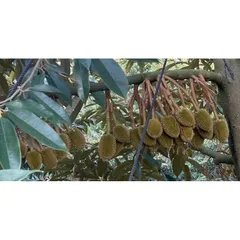 NPK 20-20-15 + TE Cao Cấp 1kg – Phân Bón Rau Màu, Hoa, Cây Cảnh – Đạm Chồi Mạnh, Hoa Nhiều, Nuôi Trái Tốt