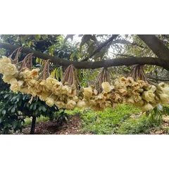 NPK 20-20-15 + TE Cao Cấp 1kg – Phân Bón Rau Màu, Hoa, Cây Cảnh – Đạm Chồi Mạnh, Hoa Nhiều, Nuôi Trái Tốt