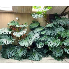 Siêu Phân Bón Dùng Cho Cây Kiểng Lá Và Monstera Gói 700gram