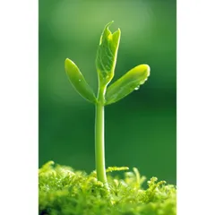 Siêu to trái 20-20-20 + TE 100g Cho Cây Cảnh & Hoa Phát Triển Khỏe Mạnh Chống Hạn & Bệnh