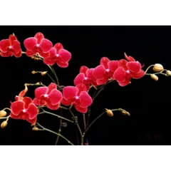 Combo dưỡng rễ kích hoa cho phong lan orchid 1 và orchid 2 hàng công ty chính hãng