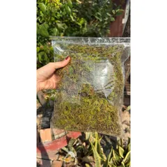 Rêu rừng trồng lan đã qua xử lý 150gram giữ ẩm cho thân và gốc cây