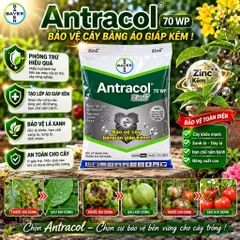 Antracol 70WP Bayer Đức 100g Zinc++ Bảo Vệ Cây Tăng Sức Đề Kháng Phòng Bệnh Cho Cây Trồng