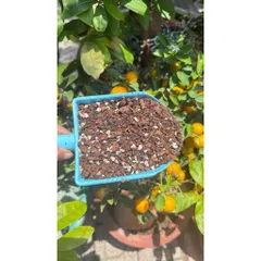 [Combo 5 kg]  Giá Thể Trồng Lan Cao Cấp 3in1 – Thoáng Khí, Giữ Ẩm Chuẩn – Rễ Mạnh, Lan Khỏe