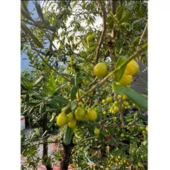 Phân NPK Kích Ra Hoa Đậu Trái 6-32-32, Lọ 100gram