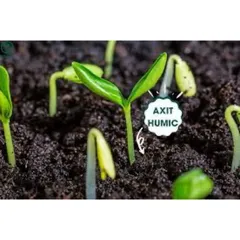 Phân Humic Acid - Kích thích ra rễ , đâm chồi, cải tạo phục hồi đất tơi xốp hàng công ty