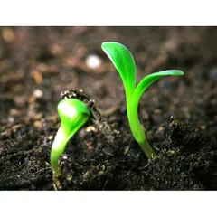 Phân Humic Acid - Kích thích ra rễ , đâm chồi, cải tạo phục hồi đất tơi xốp hàng công ty