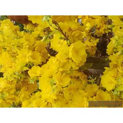 Phân bón SIÊU HOA MAI (gói 700g) chuyên dùng cho cây hoa mai giúp cây khoẻ, bung đọt, nảy chồi, trổ đều, ra nhiều hoa