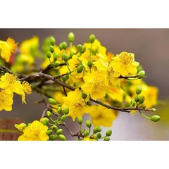Phân bón SIÊU HOA MAI (gói 700g) chuyên dùng cho cây hoa mai giúp cây khoẻ, bung đọt, nảy chồi, trổ đều, ra nhiều hoa