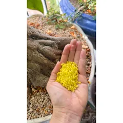 [Combo 5 gói] Canxi Bo Siêu Mạnh – Kích To Trái, Cứng Trái, Hạn Chế Rụng Trái Non gói 50gram