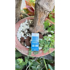 LS80 Kích Mầm Keiki Tạo Chồi Mới Cho Lan, Mai, Cây Kiểng Bonsai Hũ 30g