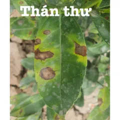 MANCOZEB XANH Phòng Trừ Thối Nhũn, Vàng Lá, Xoăn Đọt, Phấn Trắng, Khô Đầu Lá, Sương Mai…
