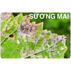 MANCOZEB XANH Phòng Trừ Thối Nhũn, Vàng Lá, Xoăn Đọt, Phấn Trắng, Khô Đầu Lá, Sương Mai…