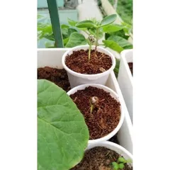 Combo 10 Viên Nén Xơ Dừa, Đất Trồng Cây Hữu Cơ Tiện Lợi, Giàu Chất Dinh Dưỡng