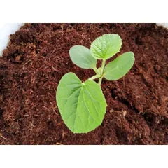 Combo 10 Viên Nén Xơ Dừa, Đất Trồng Cây Hữu Cơ Tiện Lợi, Giàu Chất Dinh Dưỡng
