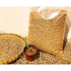 3  kg Trấu tươi (trấu sống) làm xốp đất, thoát nước tốt