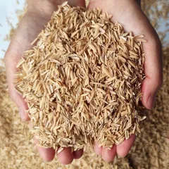 3 Kg Trấu trồng cây - trấu khô sạch - hàng có sẵn